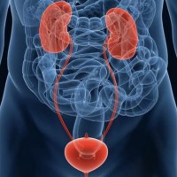 ЭФФЕКТИВНОСТЬ КОМБИНИРОВАННОГО ФИТОПРЕПАРАТА ПРОСТОТИАЛЬ ФОРТЕ В ПРОФИЛАКТИКЕ ХРОНИЧЕСКОГО ПРОСТАТИТА: РЕЗУЛЬТАТЫ КЛИНИЧЕСКОГО ИССЛЕДОВАНИЯ